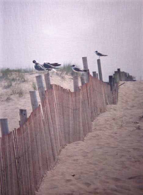 seagulls line up on fence in sandy dunes